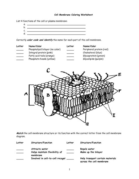 cell membrane coloring activity worksheet answers